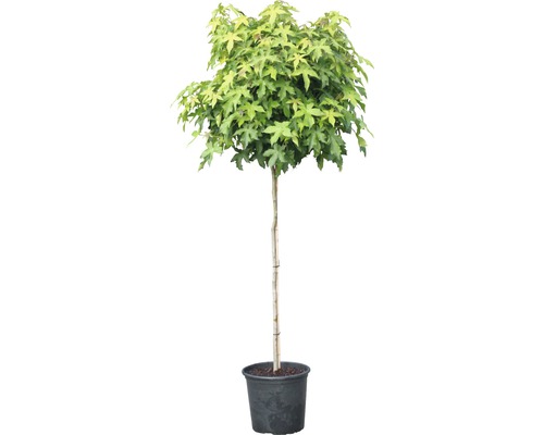 Kulovitý ambroň v květináči