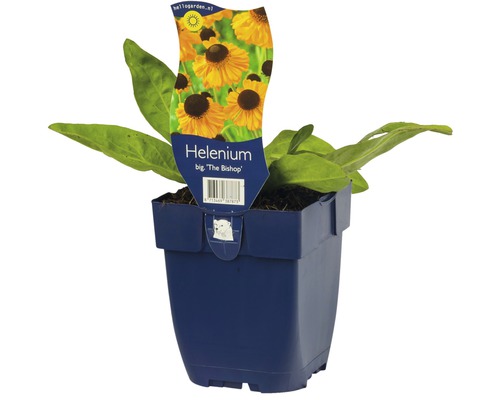 Helenium ''The Bishop'' v květináči