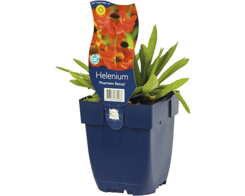 Rudbeckia podzimní Moerheim Beauty v květináči