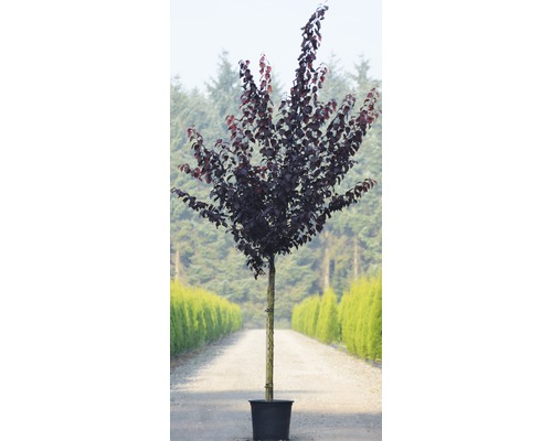 Slivoň myrobalán v květináči pro zahradu