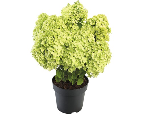 Hortenzie latnatá 'Pandora' Hydrangea paniculata 'Pandora' výška 40-50 cm květináč 5 l