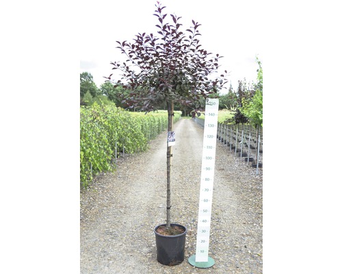 Slivoň myrobalán v květináči s uvedením velikosti