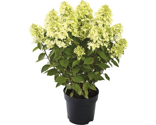 Hortenzie latnatá FloraSelf Hydrangea paniculata 'Panflora' výška 40-50 cm květináč 5 l