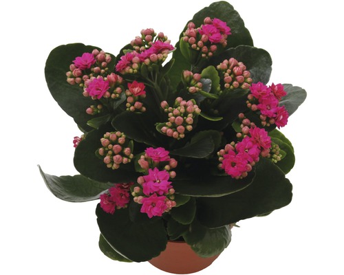 Kolopejka vděčná FloraSelf Kalanchoe 'Calandiva' 20-25 cm v květináči Ø 12 cm purpurová