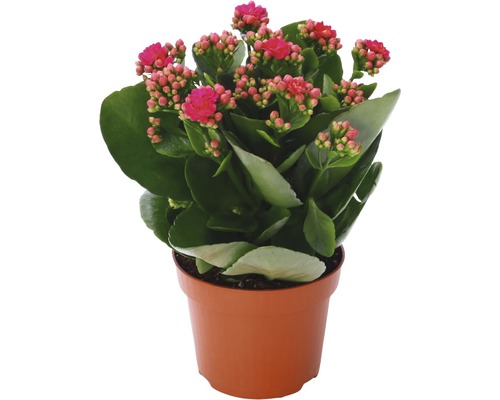 Kalanchoe v květináči