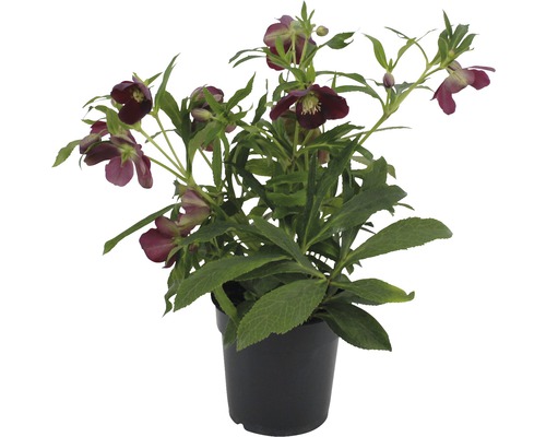 Čemeřice v černém květináči