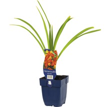 Denivka FloraSelf Hemerocallis kultivar 'Frans Hals' výška 5-20 cm květináč 0,5 l