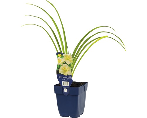 Denivka FloraSelf Hemerocallis-kultivar 'Joan Senior' 5-20 cm květináč 0,5 l Denivka ''Joan Senior'' v květináči