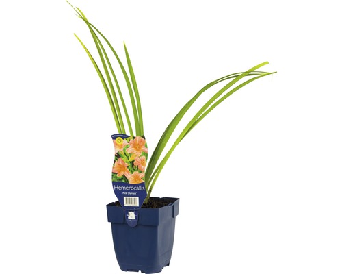 Denivka FloraSelf Hemerocallis-kultivar 'Pink Damask' výška 5-20 cm květináč 0,5 l Denivka FloraSelf Hemerocallis-kultivar 'Pink Damask' výška 5-20 cm květináč 0,5 l