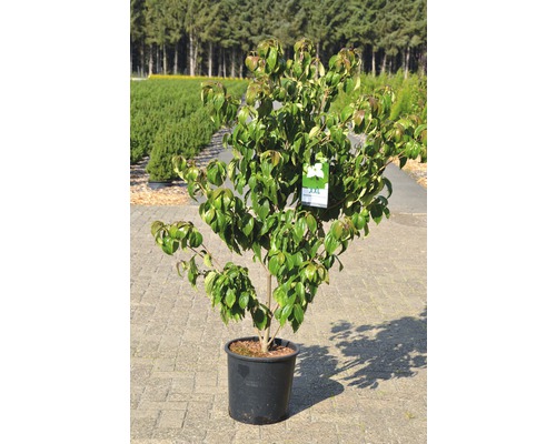 Kvetoucí dřín v květináči do zahrady