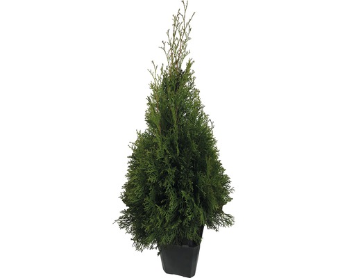 Túje/zerav FloraSelf Thuja occidentalis 'Smaragd' 60-80 cm v květináči