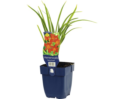 Denivka v květináči