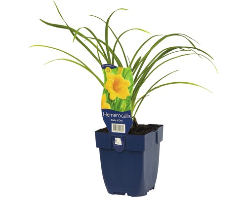 Denivka ''Stella d''Oro'' v květináči