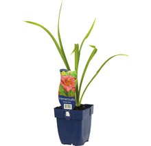 Denivka FloraSelf Hemerocallis-kultivar 'Summer Wine' výška 5-20 cm květináč 0,5 l