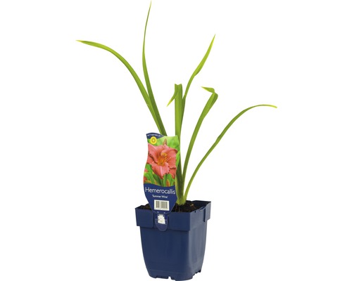 Denivka FloraSelf Hemerocallis-kultivar 'Summer Wine' výška 5-20 cm květináč 0,5 l Denivka FloraSelf Hemerocallis-kultivar 'Summer Wine' výška 5-20 cm květináč 0,5 l
