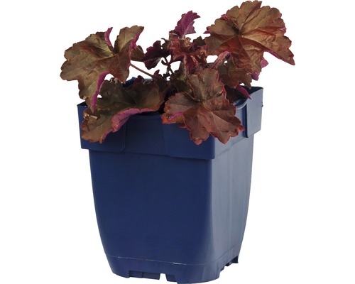 Heuchera rostlina v květináči