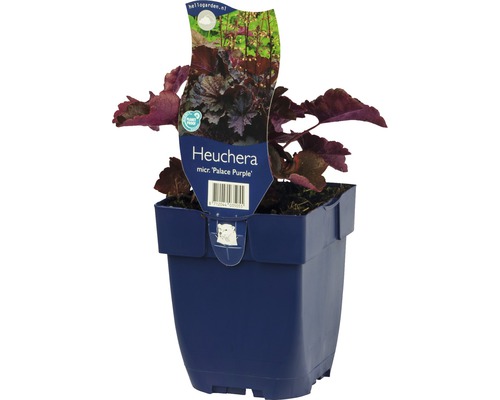 Dlužicha FloraSelf Heuchera micrantha 'Palace Purple' výška 5-20 cm květináč 0,5 l Heuchera Palace Purple rostlina v květináči