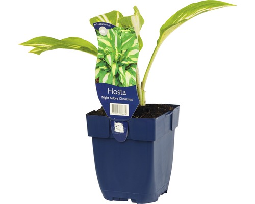 Bohyška, funkie FloraSelf Hosta kultivar 'Night Before Christmas' 5-60 cm květináč 0,5 l