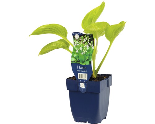 Bohyška, funkie FloraSelf Hosta kultivar 'Royal Standard' 5-60 cm květináč 0,5 l Bohyška ''Royal Standard'' v květináči