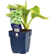 Bohyška modrá se žlutým okrajem FloraSelf Hosta sieboldiana 'Frances Williams' výška 5-20 cm květináč 0,5 l