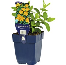 Třezalka kalíškatá FloraSelf Hypericum calydeinum výška 5-40 cm květináč 0,5 l