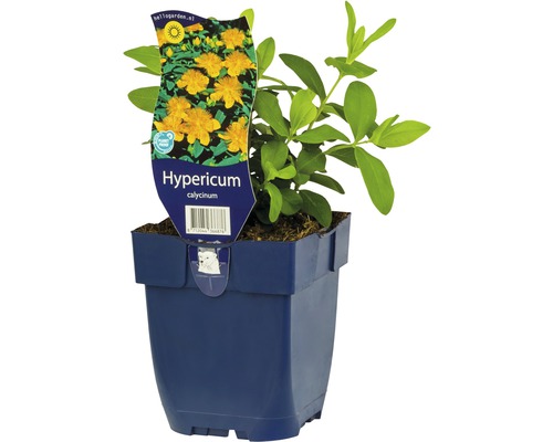 Třezalka kalíškatá FloraSelf Hypericum calydeinum výška 5-40 cm květináč 0,5 l Hypericum calycinum v květináči