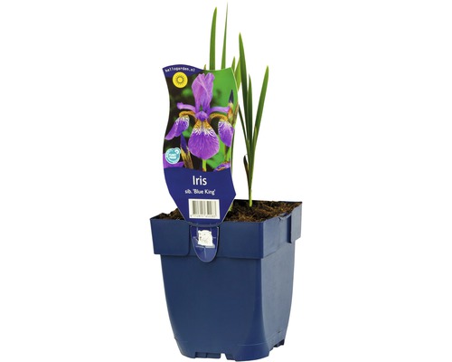 Kosatec sibiřský FloraSelf Iris sibirica 'Blue King' 5-30 cm květináč 0,5 l