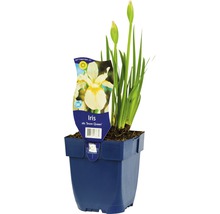 Kosatec sibiřský FloraSelf Iris sibirica 'Snow Queen' 5-30 cm květináč 0,5 l