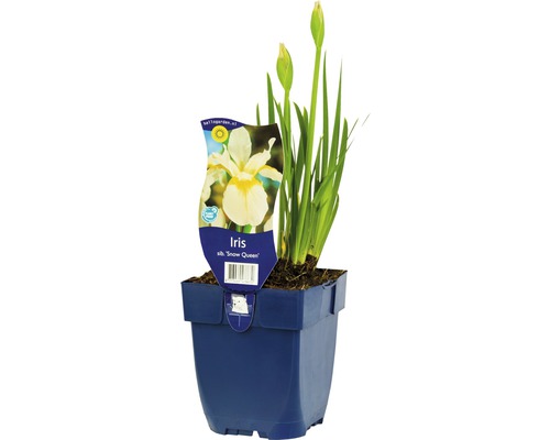 Kosatec sibiřský FloraSelf Iris sibirica 'Snow Queen' 5-30 cm květináč 0,5 l Kosatec ''Snow Queen'' v květináči