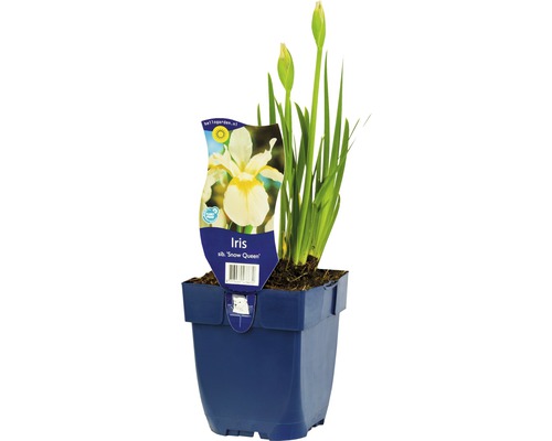 Kosatec sibiřský FloraSelf Iris sibirica 'Snow Queen' 5-30 cm květináč 0,5 l