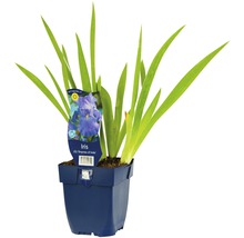 Kosatec FloraSelf Iris x germanica 'Empress of India' 5-90 cm květináč 0,5 l