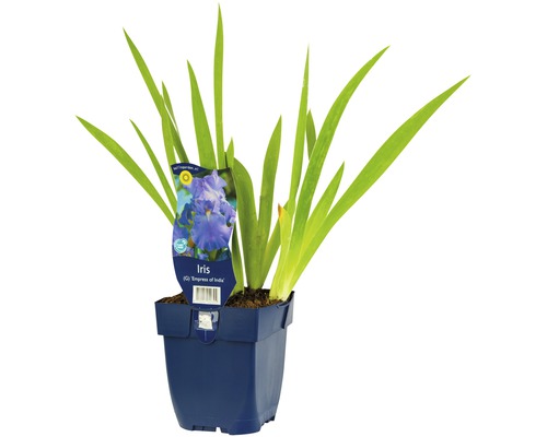 Kosatec FloraSelf Iris x germanica 'Empress of India' 5-90 cm květináč 0,5 l Kosatec v květináči s etiketou odrůdy