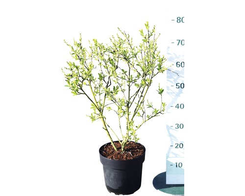 Hroznovec FloraSelf Exochorda racemosa 'Niagara' výška 40-50 cm květináč 6 l Zakrslý keř s listy pěstovaný v květináči