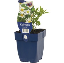 Rostlina Kalimeris incisa ''Alba'' v květináči