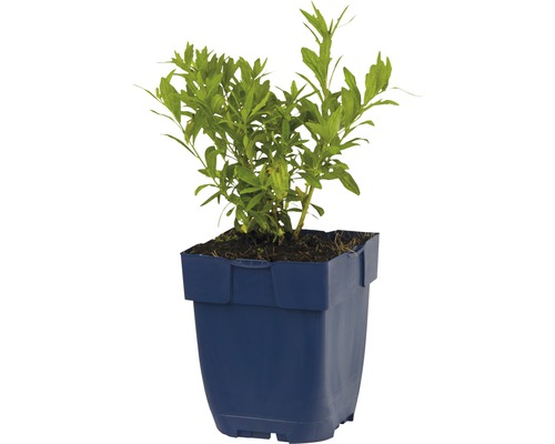 Kvetoucí rostlina v modrém květináči