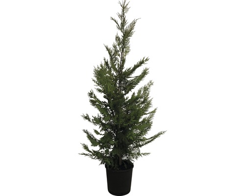 Cypřišovec Leylandův Cupressocyparis leylandii výška 125-150 cm květináč 12 l Cypřiš v květináči