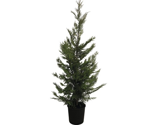 Cypřišovec Leylandův Cupressocyparis leylandii výška 125-150 cm květináč 12 l