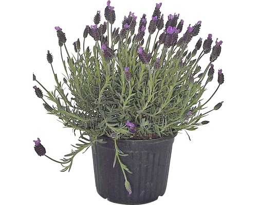 Levandule smilovitá FloraSelf Lavandula stoechas 15-20 cm květináč Ø 12 cm