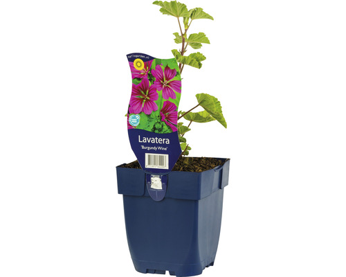 Slézovec FloraSelf Lavatera olbia 'Burgundy Wine' výška 5-125 cm květináč 0,5 l