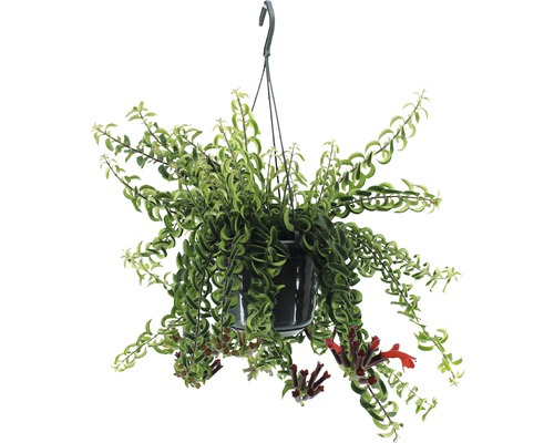 Rděnka v závěsném květináči FloraSelf Aeschynanthus výška 35-45 cm květináč Ø 15 cm