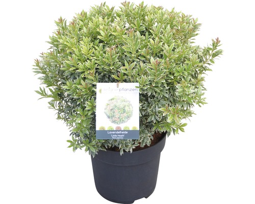 Pieris japonský FloraSelf Pieris japonica 'Little Heath' 40-50 cm květináč 6 l Kyhanka ''Little Heath'' v květináči