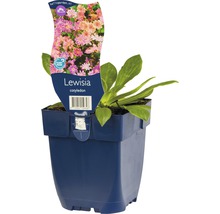 Levisie květnatá FloraSelf Lewisia cotyledon 5-20 cm květináč 0,5 l
