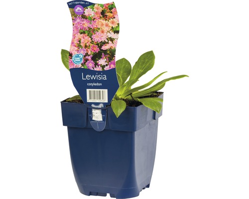 Lewisie Cotyledon v květináči