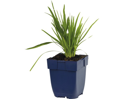 Rozrazil potoční v květináči