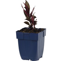 Lobelka vytrvalá FloraSelf Lobelia fulgens 'Queen Victoria' výška 5-20 cm květináč 0,5 l červená