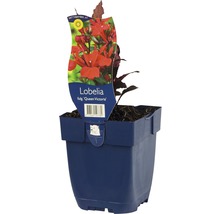 Lobelka vytrvalá FloraSelf Lobelia fulgens 'Queen Victoria' výška 5-20 cm květináč 0,5 l červená