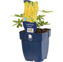 Lupina FloraSelf Lupinus kultivar 'Chandelier' 5-20 cm květináč 0,5 l