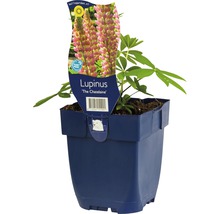 Lupina FloraSelf Lupinus polyphyllus 'The Chatelaine' výška 5-30 cm květináč 0,5 l