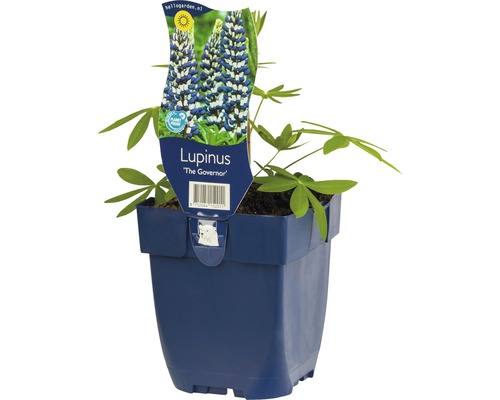 Lupina FloraSelf Lupinus -kultivar 'Governor' výška 5-20 cm květináč 0,5 l