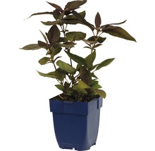 Vrbina brvitá FloraSelf Lysimachia ciliata 'Fire Cracker' výška 5-60 cm květináč 0,5 l